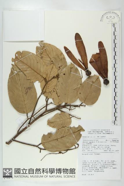 登錄號:S058879藏品圖，第1張