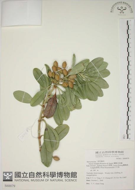 蘭嶼念珠藤藏品圖，第1張