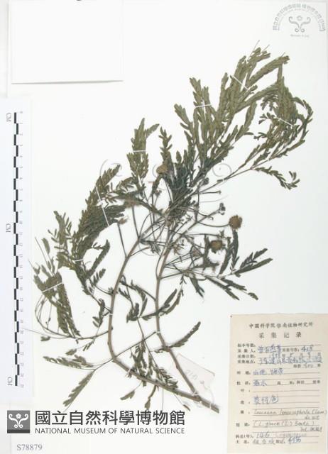 銀合歡藏品圖，第1張