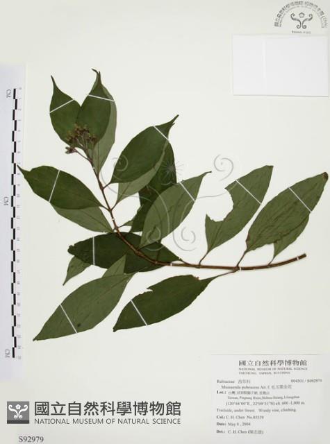 毛玉葉金花藏品圖，第1張