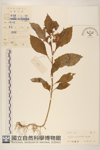 野茼蒿藏品圖，第1張