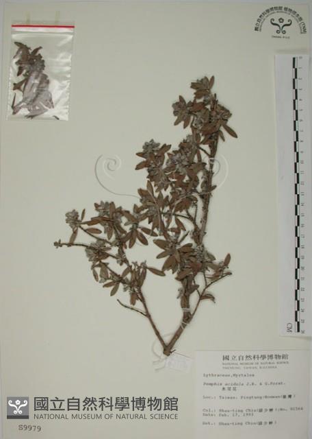 水芫花藏品圖，第1張