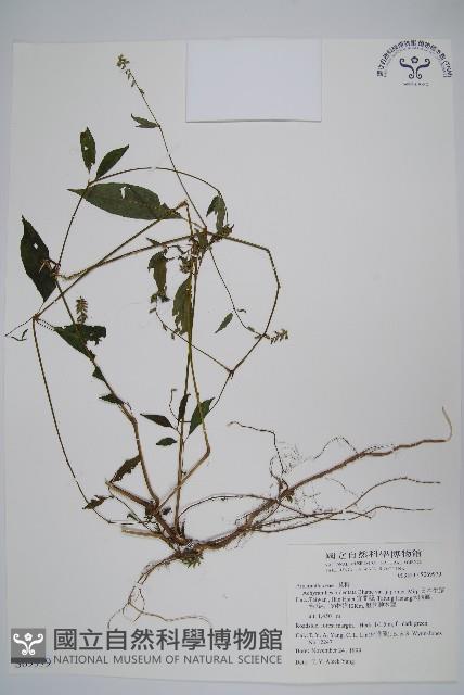 日本牛膝藏品圖，第1張