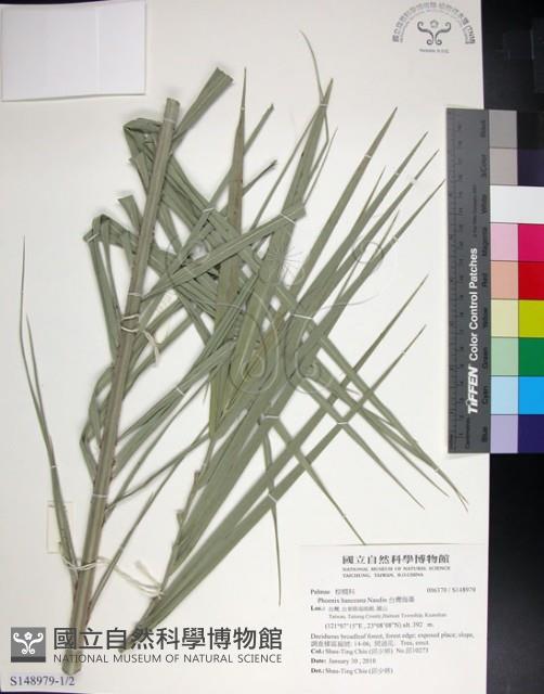 台灣海棗藏品圖，第1張