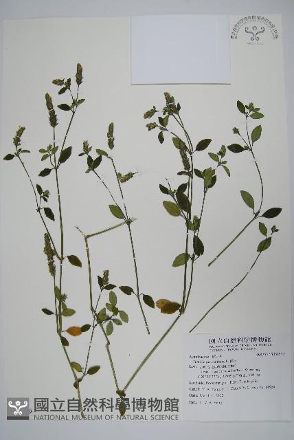 爵床藏品圖，第1張