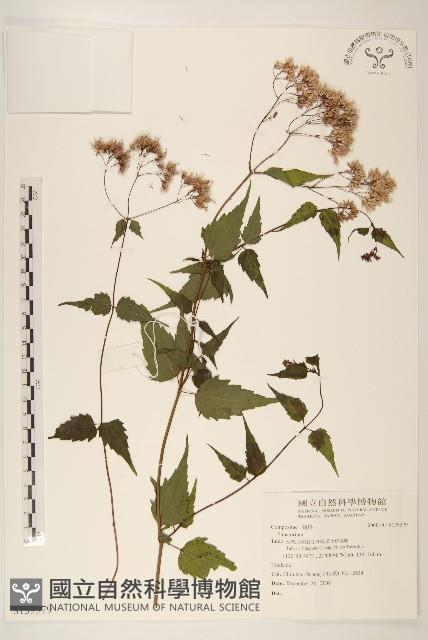 登錄號:S139579藏品圖，第1張