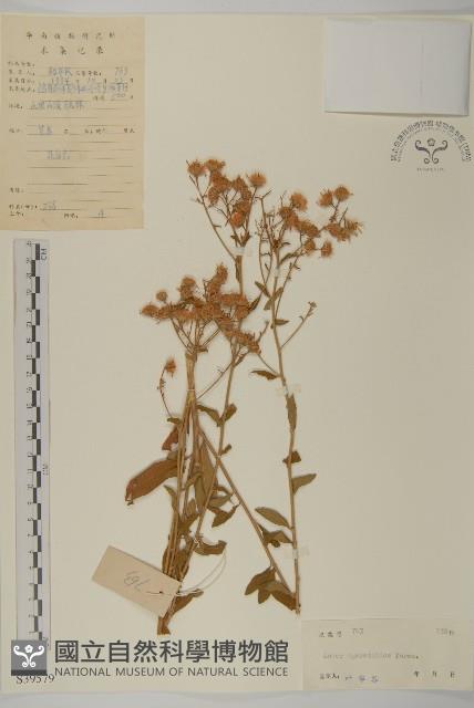 山白蘭藏品圖，第1張