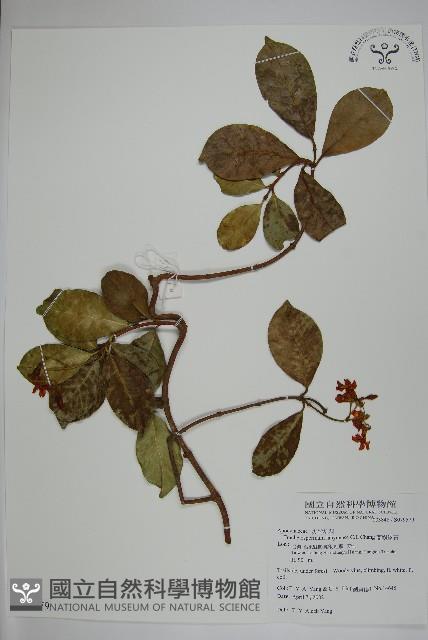 蘭嶼絡石藏品圖，第1張