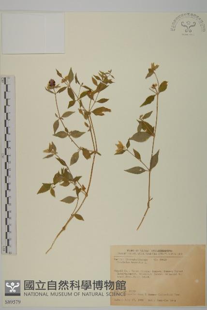 狗筋蔓藏品圖，第1張