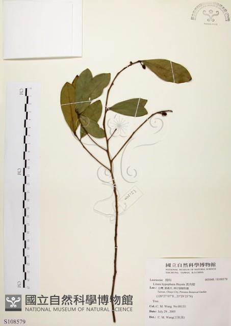 黃肉樹, 小梗木薑子藏品圖，第1張