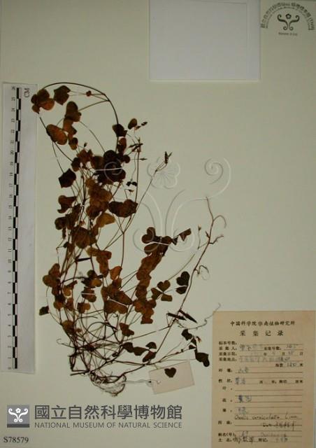 酢漿草藏品圖，第1張