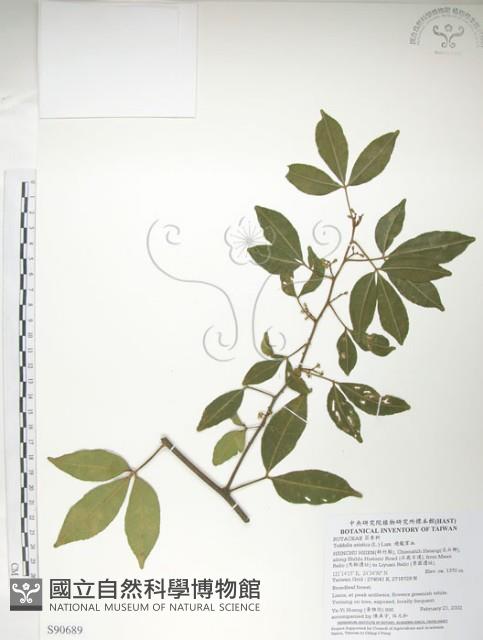 飛龍掌血藏品圖，第1張