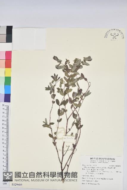 假紫斑大戟藏品圖，第1張