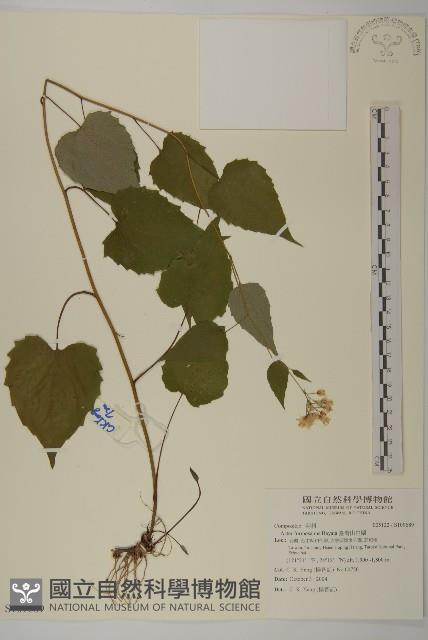 臺灣山白蘭藏品圖，第1張