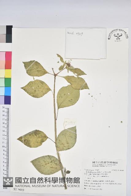 白苞猩猩草藏品圖，第1張