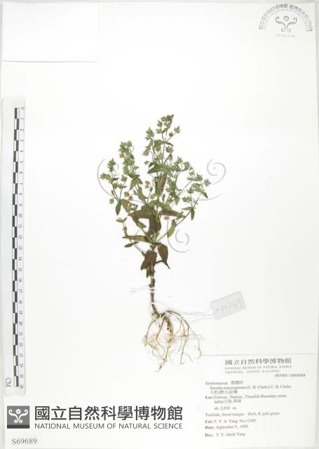 大籽當藥、巒大當藥藏品圖，第1張