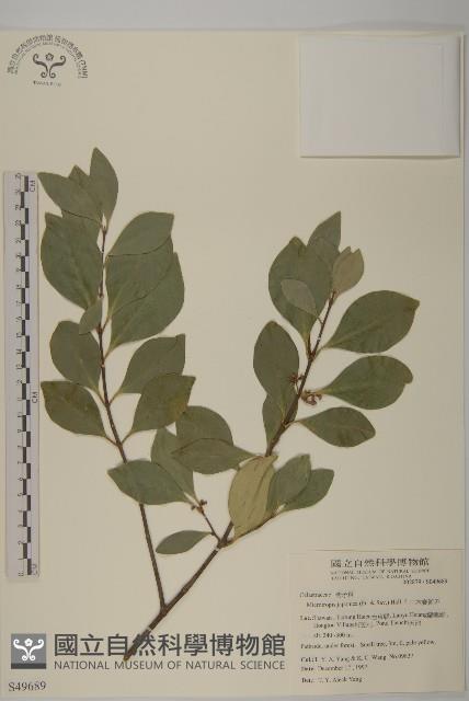 日本賽衛矛、日本假衛矛藏品圖，第1張