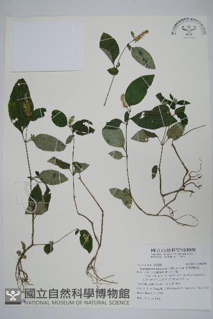 卵葉鱗球花藏品圖，第1張