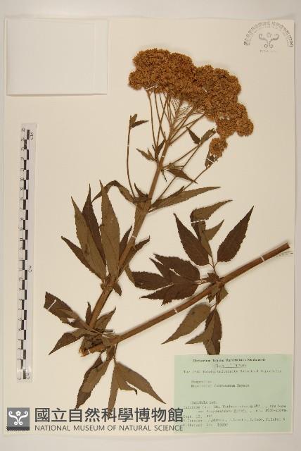 臺灣澤蘭藏品圖，第1張