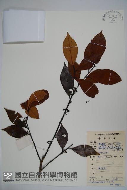 厚葉冬青藏品圖，第1張