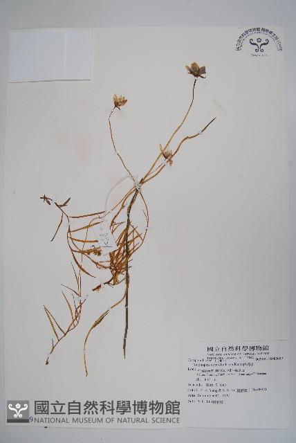 雞蛋參藏品圖，第1張