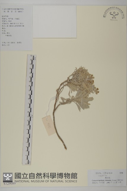蘄艾、芙蓉菊藏品圖，第1張