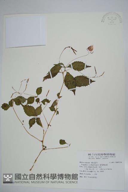 紫花鳳仙花藏品圖，第1張