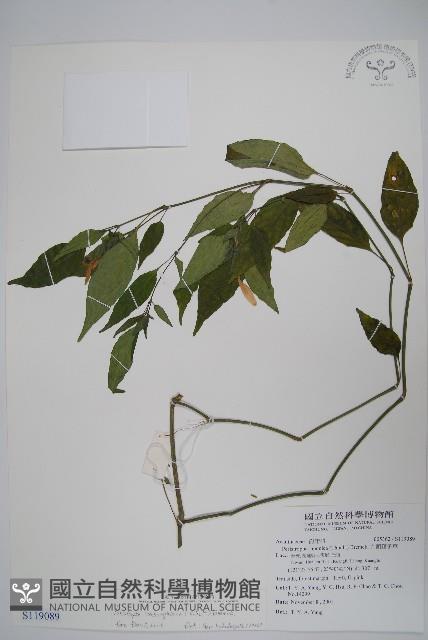 長花九頭獅子草、山藍藏品圖，第1張