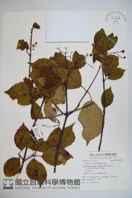 莢迷藏品圖，第1張