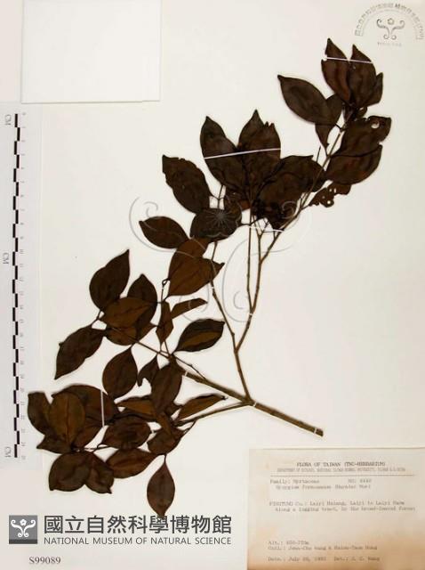 臺灣赤楠藏品圖，第1張