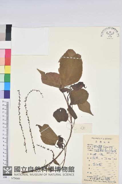 紅背山麻桿藏品圖，第1張