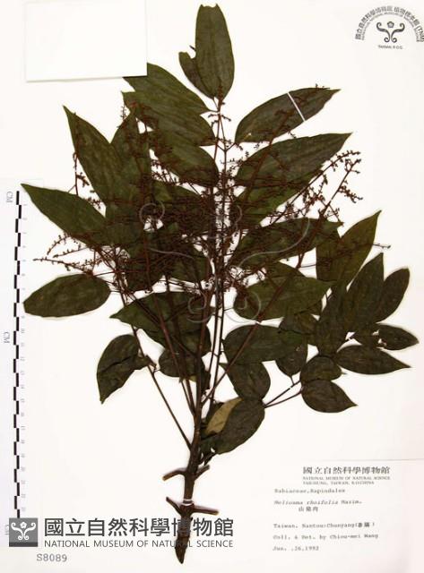 山豬肉藏品圖，第1張