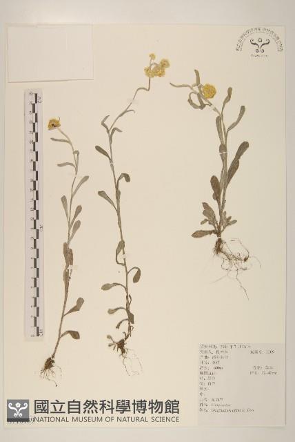 鼠麴草藏品圖，第1張