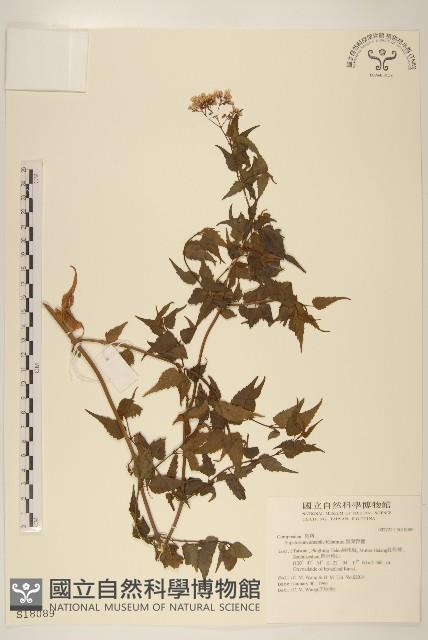 腺葉澤蘭藏品圖，第1張