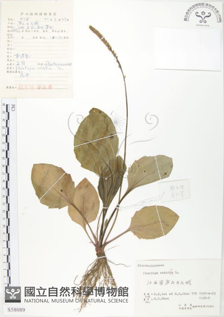 車前草藏品圖，第1張
