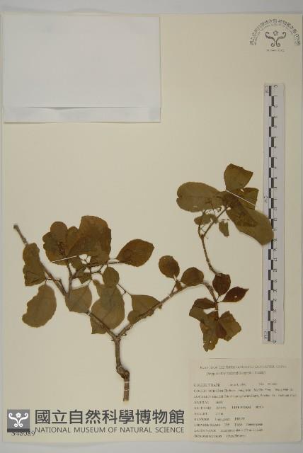 衛矛藏品圖，第1張