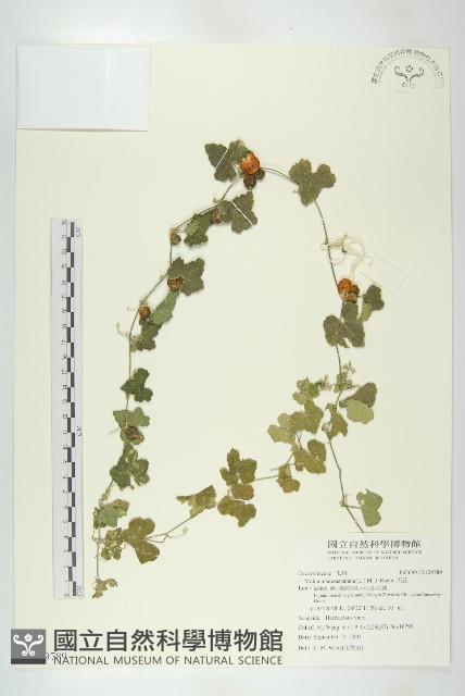 天花藏品圖，第1張