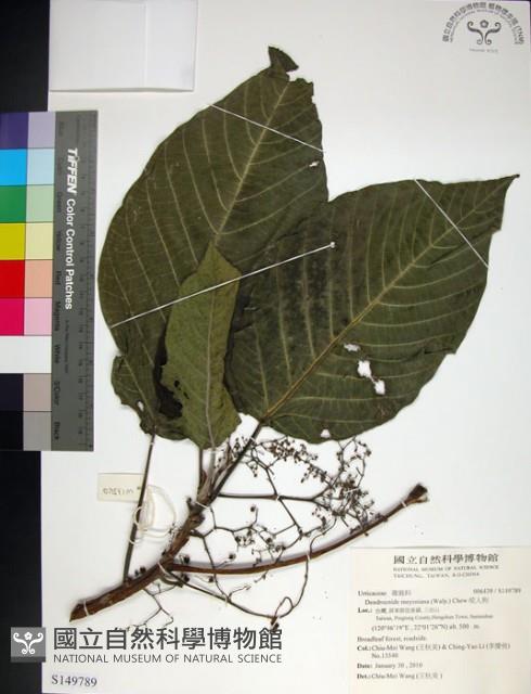 咬人狗藏品圖，第1張