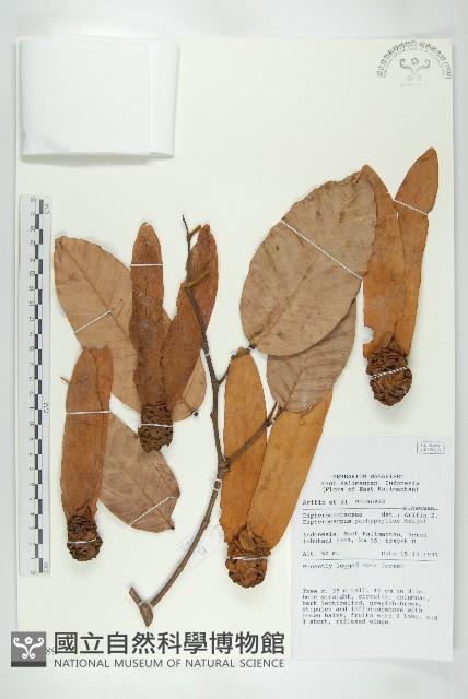 登錄號:S058789藏品圖，第1張