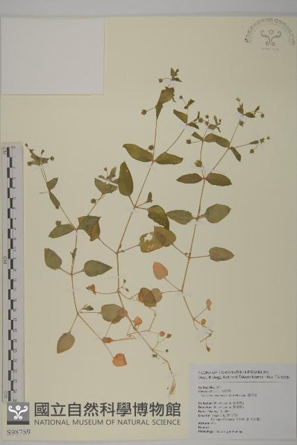 牛繁縷藏品圖，第1張