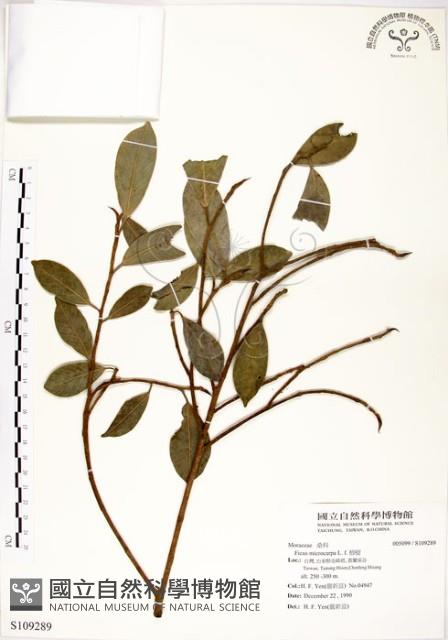 榕樹藏品圖，第1張