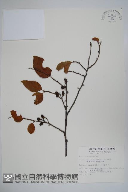 臺灣赤楊、臺灣榿木藏品圖，第1張