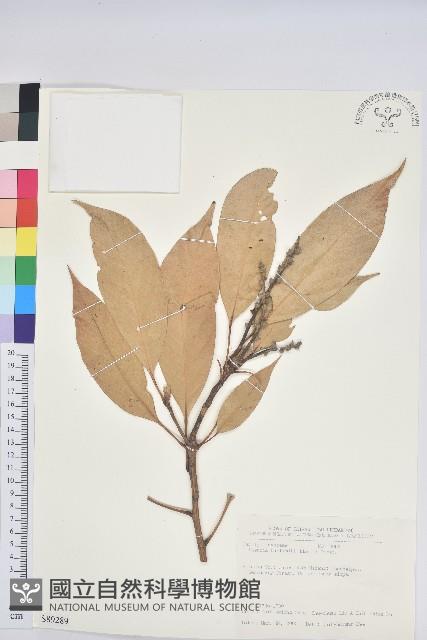 短尾葉石櫟、嶺南柯`東南石櫟藏品圖，第1張