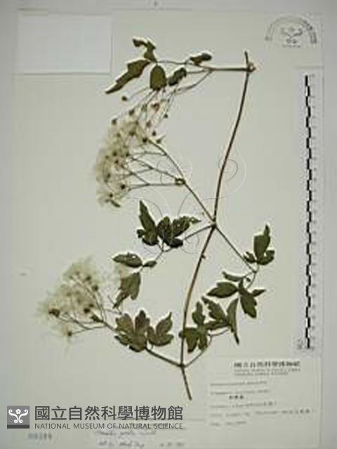 串鼻龍藏品圖，第1張