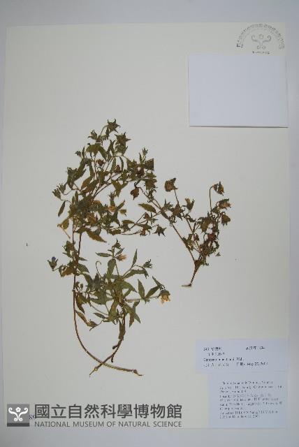 一年生風鈴草藏品圖，第1張