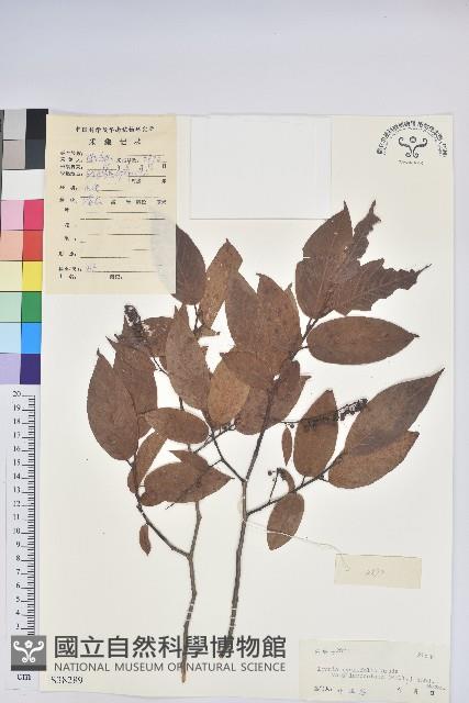 銳葉南燭藏品圖，第1張