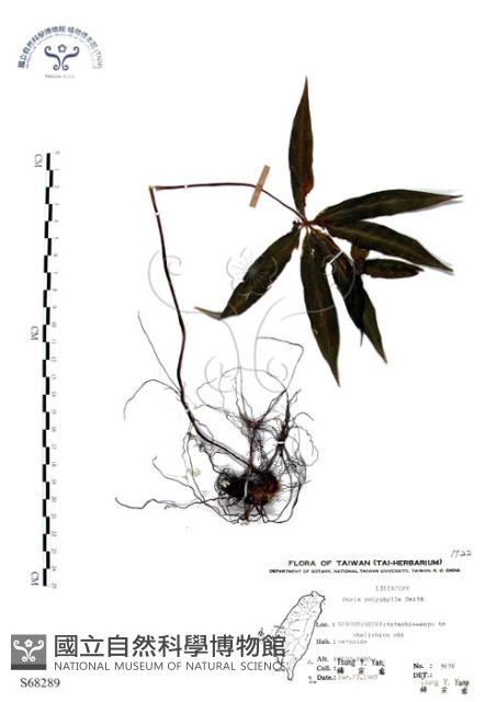 七葉一枝花藏品圖，第1張