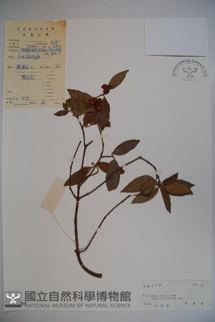 毛枝金腺莢迷藏品圖，第1張