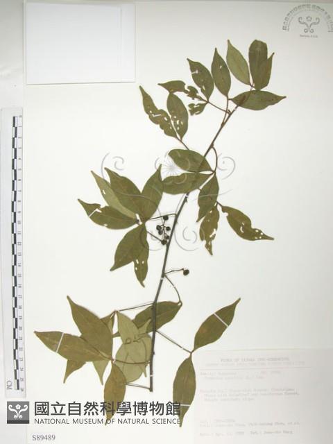 飛龍掌血藏品圖，第1張