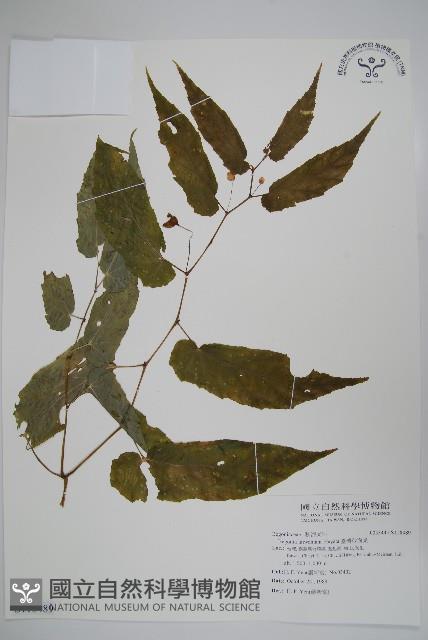 臺灣秋海棠藏品圖，第1張